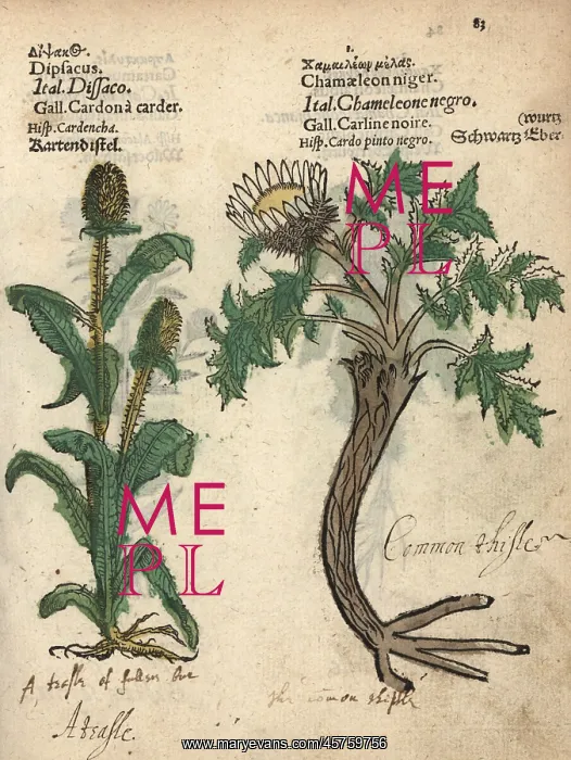 : Teasel, Dipsacus fullonum, and pale globe : Teasel, Dipsacus fullonum, and pale globe