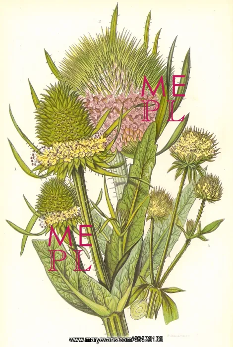 : Teasle. Wild Teasle (Dipsacus sylvestris) : Teasle. Wild Teasle (Dipsacus sylvestris)
