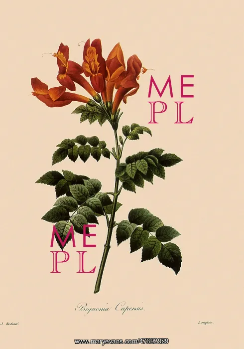 : Tecomaria capensis : Tecomaria capensis