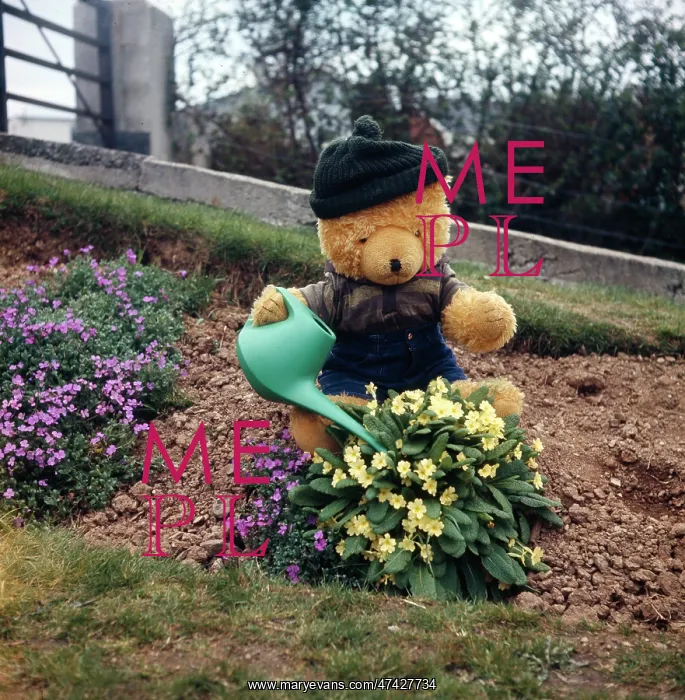  : Teddy Bear Watering Primroses