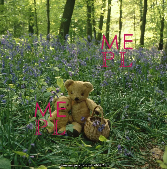  : Teddy and Eddie in the Bluebell Wood