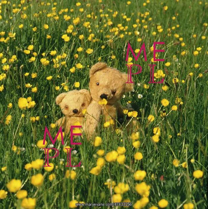  : Teddy and Eddie in a Buttercup Field