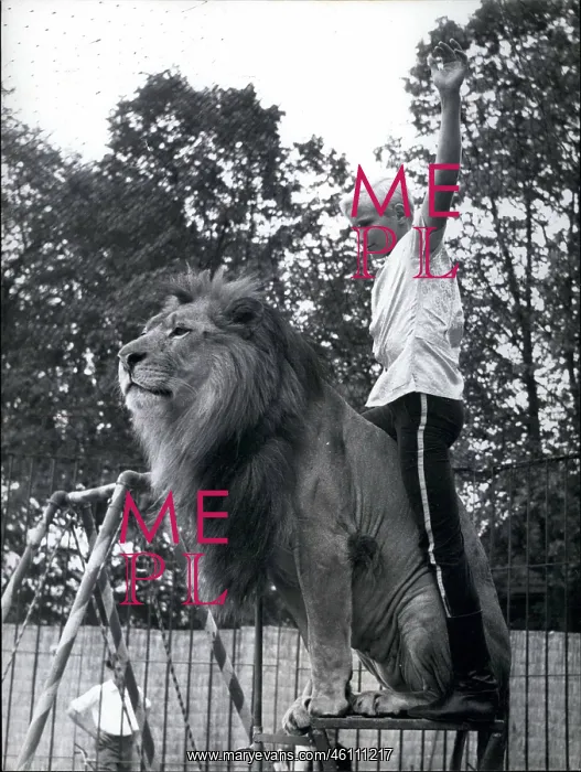 : Teddy Newmann with circus lion : Teddy Newmann with circus lion