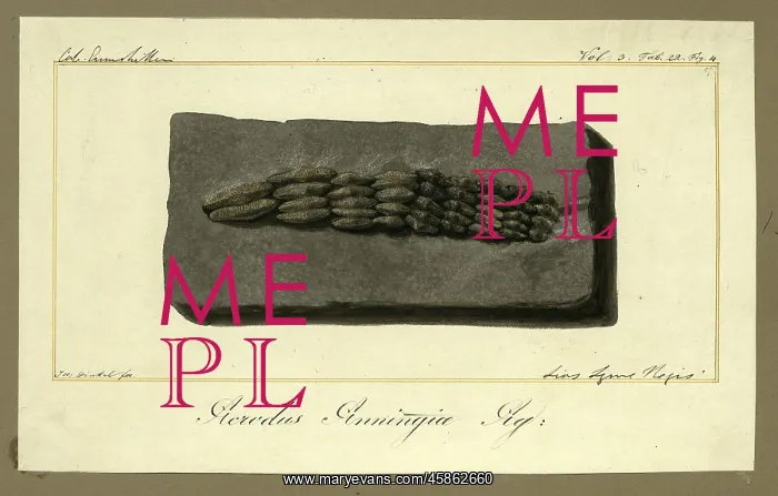 : Teeth of Acrodus anningiae Agassiz : Teeth of Acrodus anningiae Agassiz