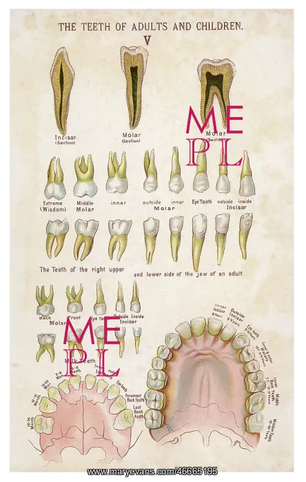 : Teeth of adults and children : Teeth of adults and children