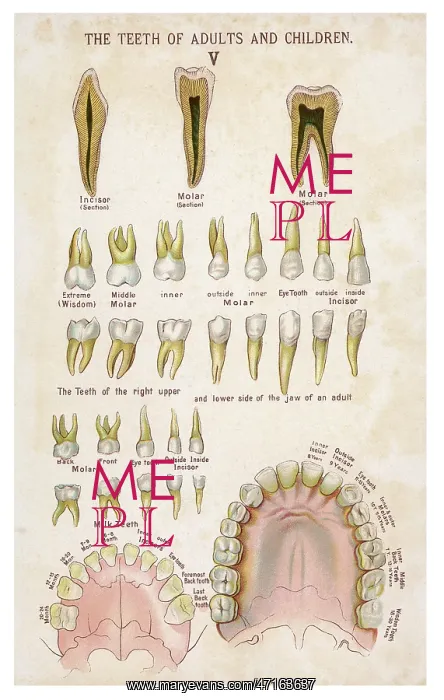 : Teeth of adults and children : Teeth of adults and children