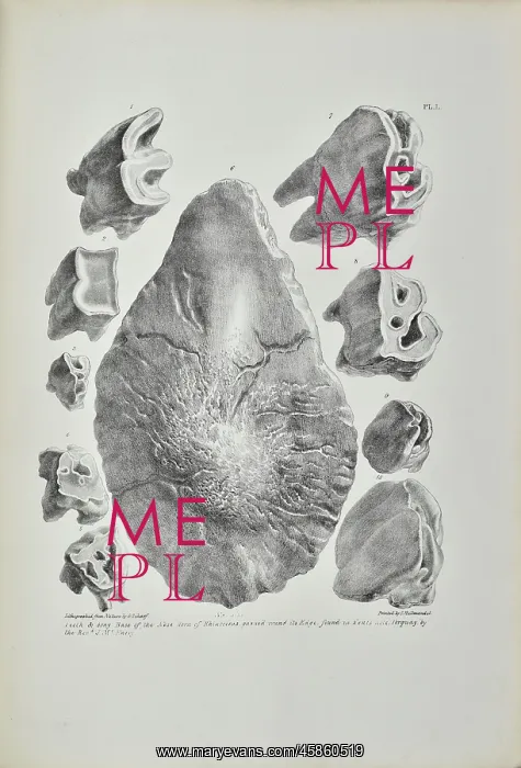 : Teeth and bony base of the nose of Rhinoceros, Kent's Cavern : Teeth and bony base of the nose of Rhinoceros, Kent's Cavern