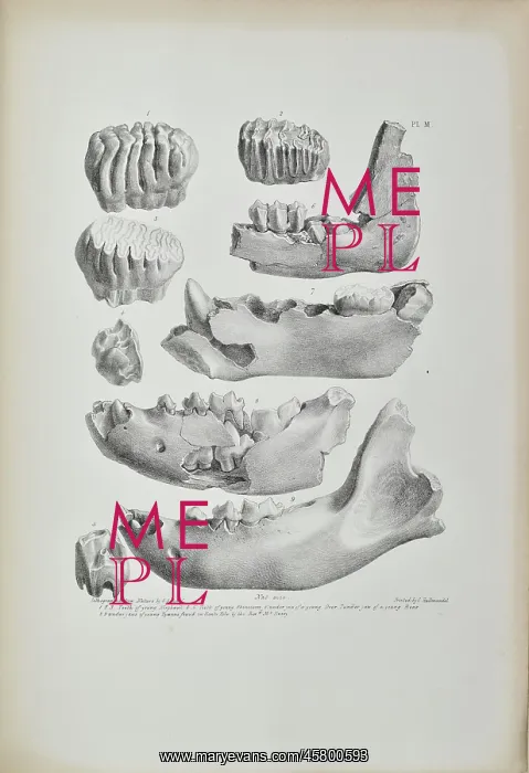 : Teeth and jaws from Kent's Cavern : Teeth and jaws from Kent's Cavern
