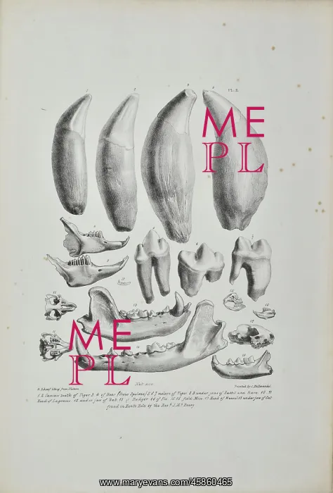 : Teeth and jaws from Kent's Cavern : Teeth and jaws from Kent's Cavern