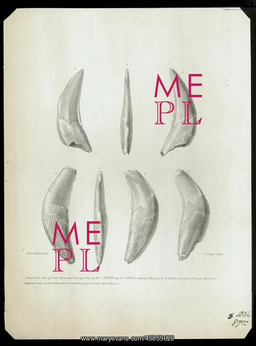 : Teeth from Kent's Cavern : Teeth from Kent's Cavern