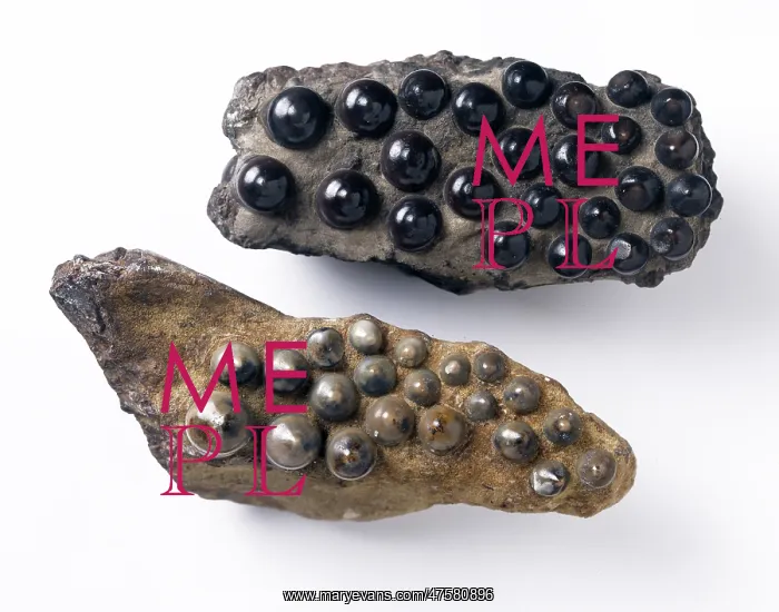: Teeth of Lepidotes : Teeth of Lepidotes