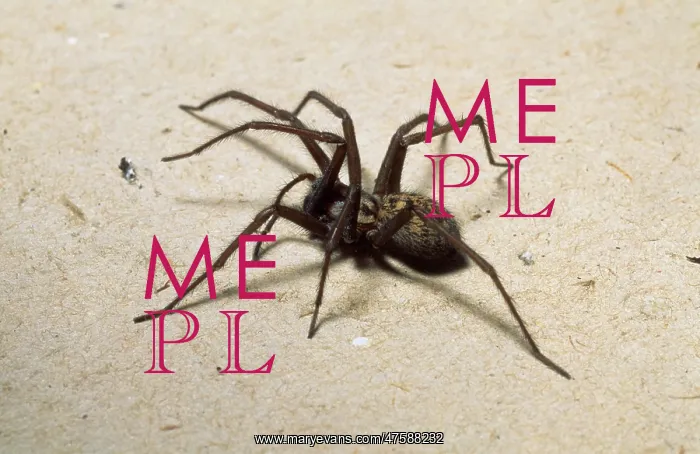 : Tegenaria gigantia, house spider : Tegenaria gigantia, house spider