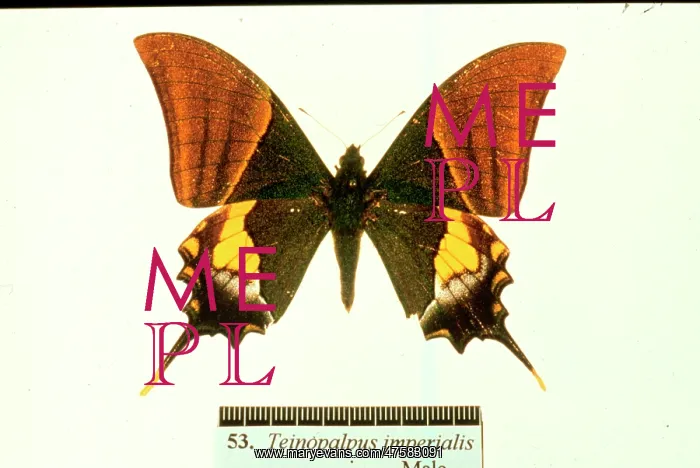 : Teinopalpus imperialis, Kaiser-I-Hind : Teinopalpus imperialis, Kaiser-I-Hind