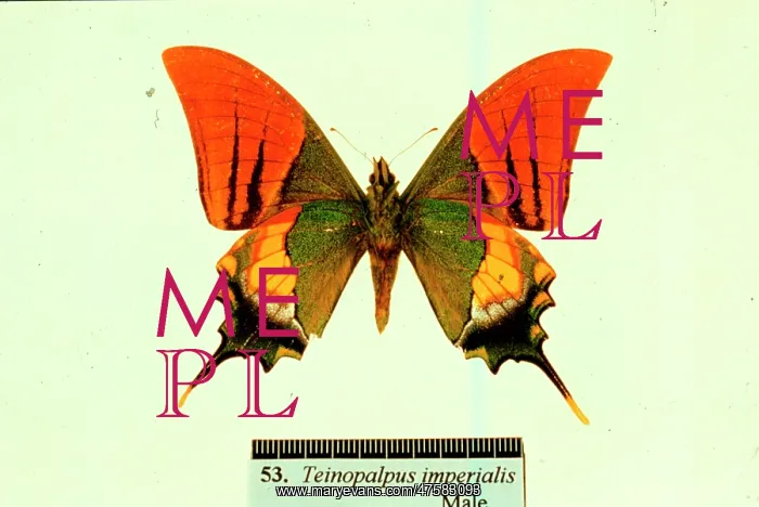 : Teinopalpus imperialis, Kaiser-I-Hind : Teinopalpus imperialis, Kaiser-I-Hind