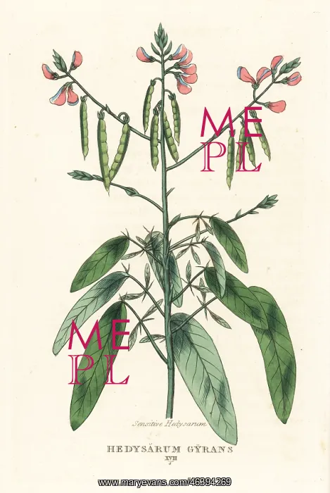 : Telegraph plant, Codariocalyx motorius : Telegraph plant, Codariocalyx motorius