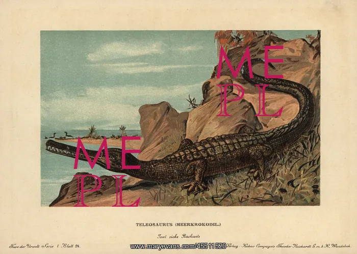 : Teleosaurus, extinct crocodilian carnivore : Teleosaurus, extinct crocodilian carnivore