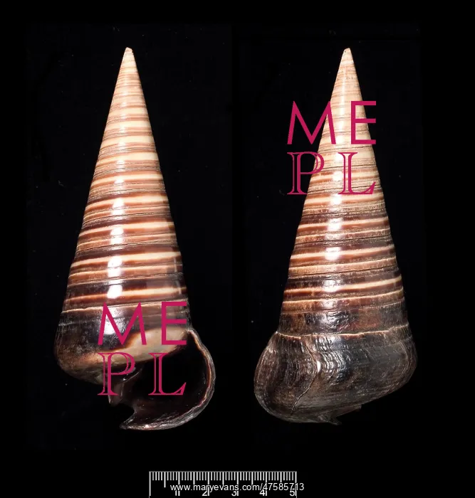 : Telescopium telescopium, telescope shell : Telescopium telescopium, telescope shell