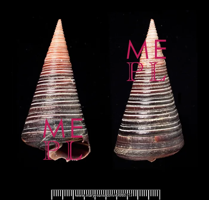 : Telescopium telescopium, telescope shell : Telescopium telescopium, telescope shell