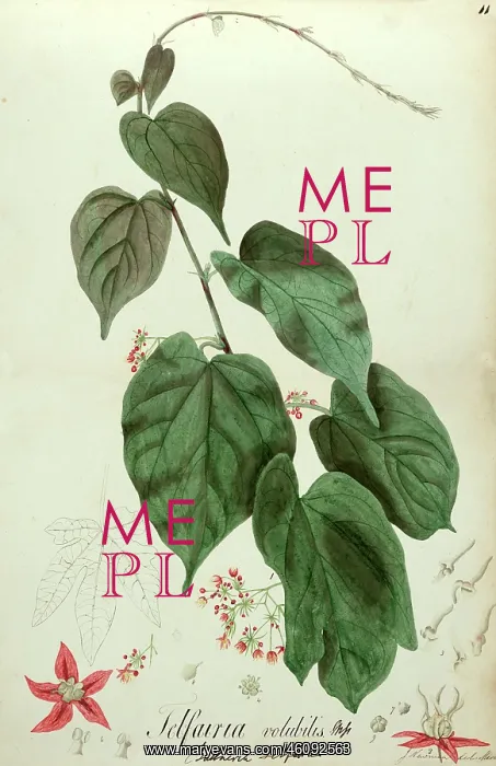 : Telfairia volubilis : Telfairia volubilis