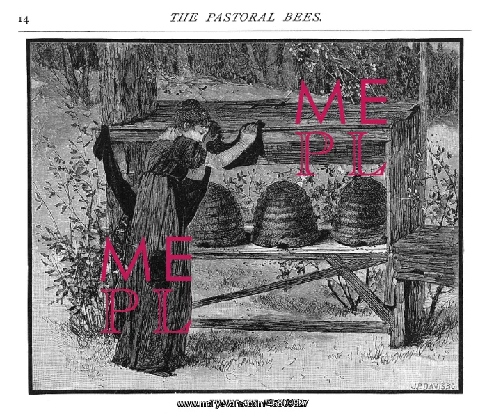 : TELLING THE BEES : TELLING THE BEES
