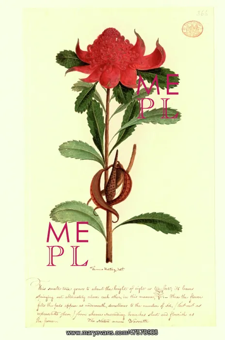 : Telopea speciosissima, waratah : Telopea speciosissima, waratah