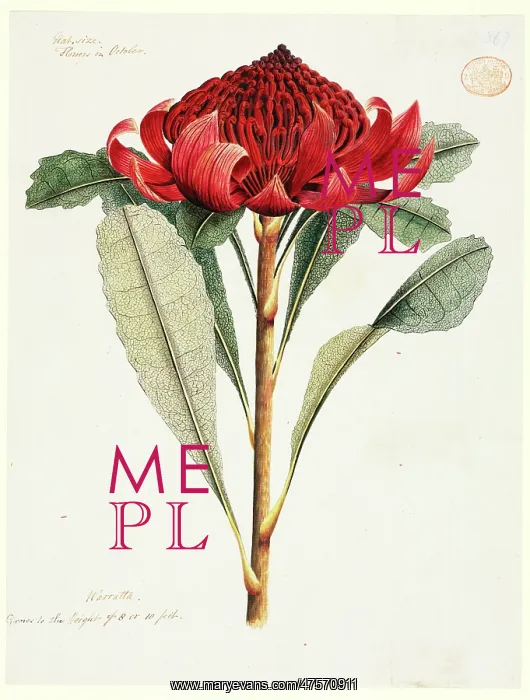 : Telopea speciosissima, waratah : Telopea speciosissima, waratah