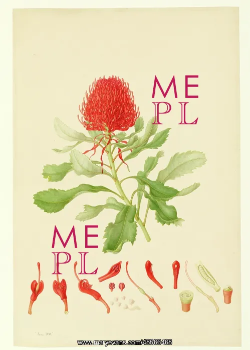 : Telopea speciosissima, waratah : Telopea speciosissima, waratah