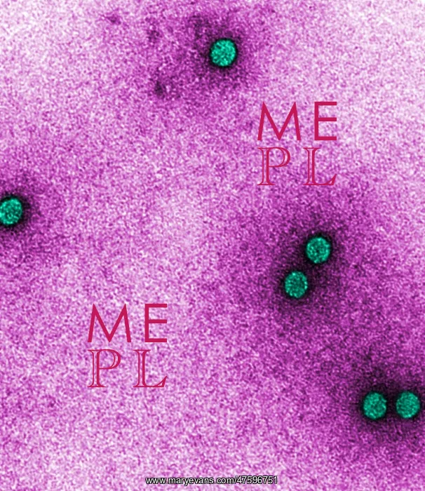 : TEM of Rhinoviruses : TEM of Rhinoviruses