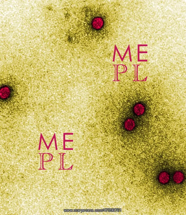 : TEM of Rhinoviruses : TEM of Rhinoviruses