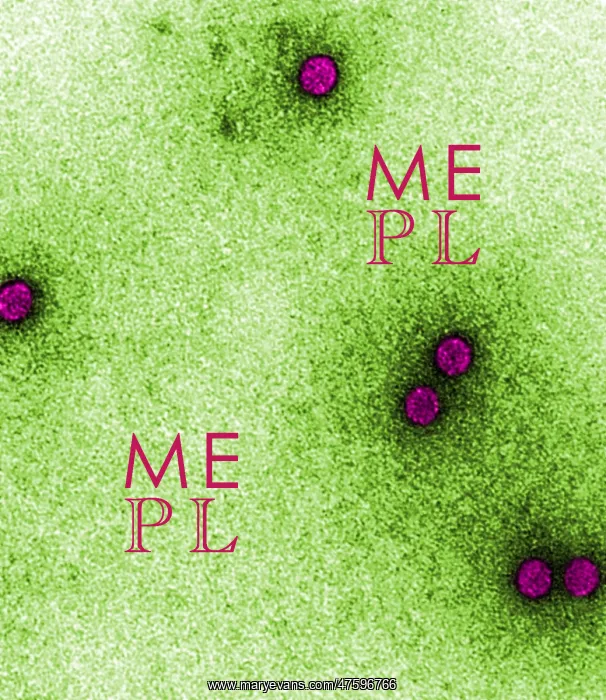 : TEM of Rhinoviruses : TEM of Rhinoviruses