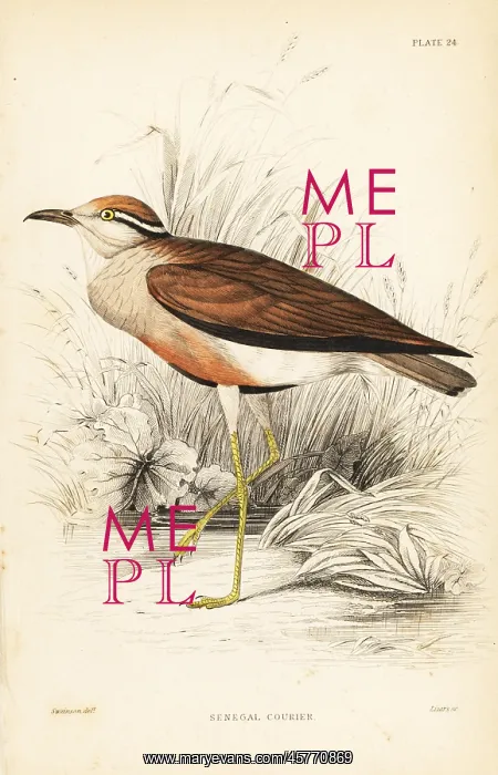 : Temminck's courser, Cursorius temminckii : Temminck's courser, Cursorius temminckii
