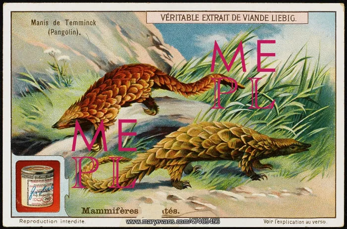 : TEMMINCK'S PANGOLIN : TEMMINCK'S PANGOLIN
