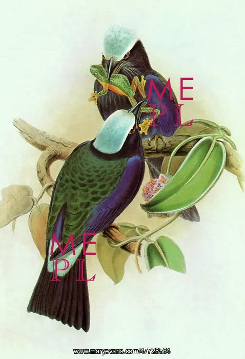 : Temminck's Roller, Coracias temminckii : Temminck's Roller, Coracias temminckii