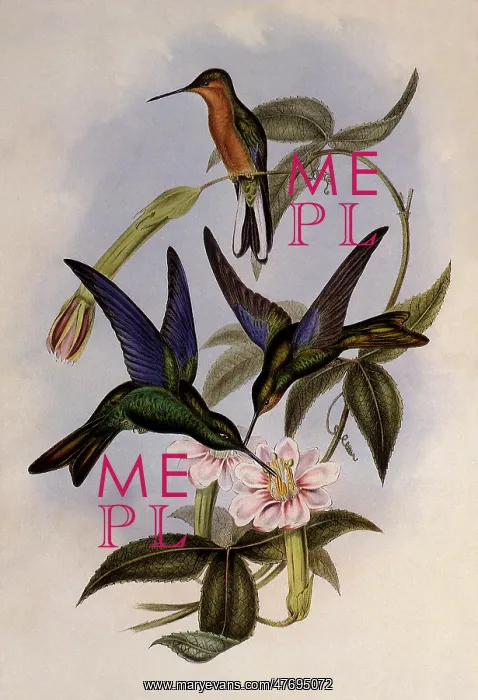 : Temminck's Sapphire-Wing, Pterophanes Temmincki : Temminck's Sapphire-Wing, Pterophanes Temmincki