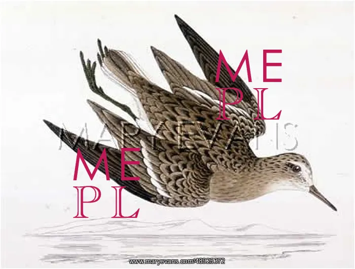  : TEMMINCK'S STINT (MORRIS