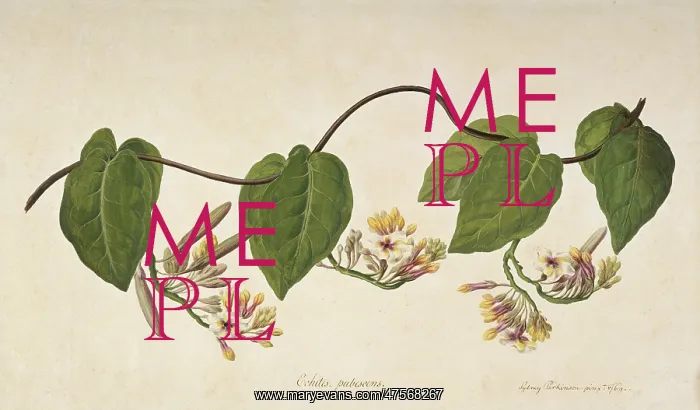 : Temnadenia violacea : Temnadenia violacea