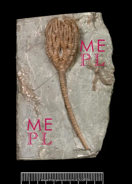 : Temnocrinus tuberculatus (Miller) : Temnocrinus tuberculatus (Miller)