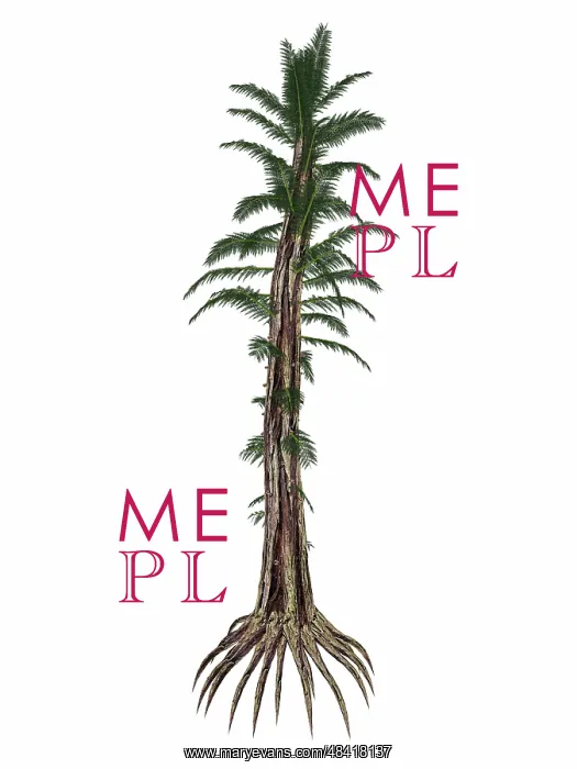 : Tempskya prehistoric tree-like fern : Tempskya prehistoric tree-like fern