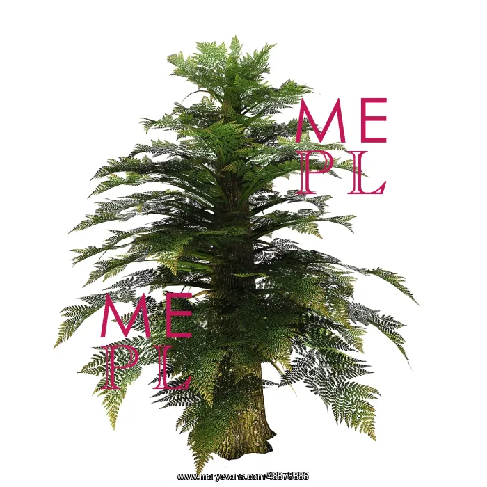 : Tempskya tree on white background : Tempskya tree on white background