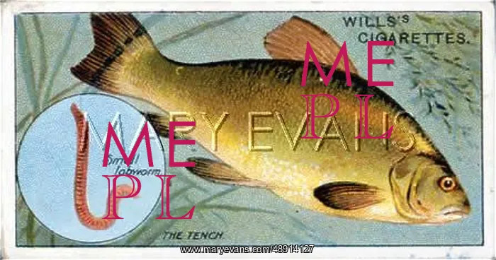 : TENCH WITH BAIT / 1910 : TENCH WITH BAIT / 1910