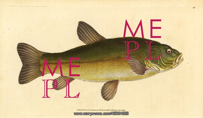 : Tench, Tinca tinca : Tench, Tinca tinca