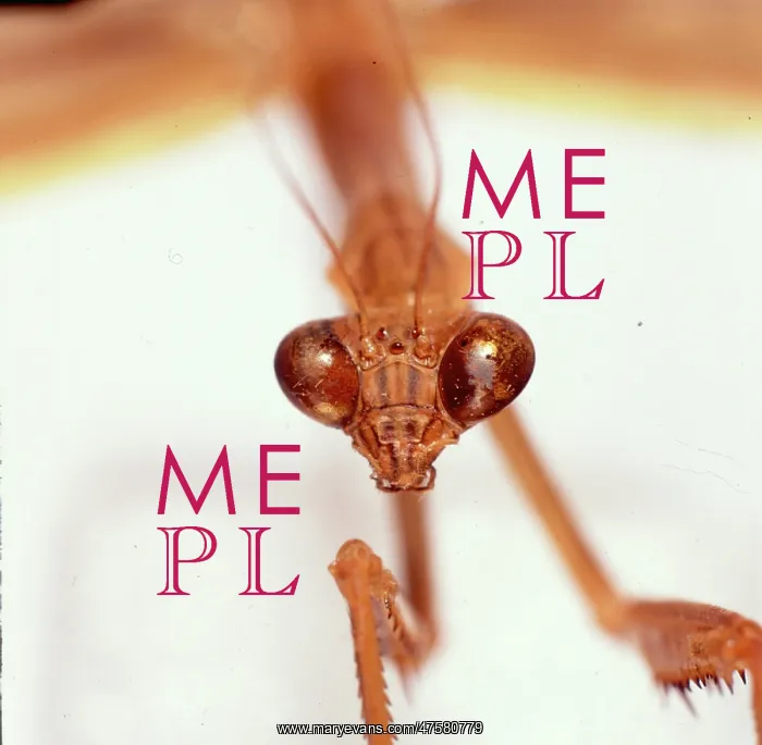 : Tendera aridfolia, Chinese praying mantis : Tendera aridfolia, Chinese praying mantis