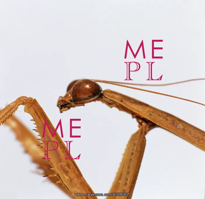: Tendera aridfolia, Chinese praying mantis : Tendera aridfolia, Chinese praying mantis