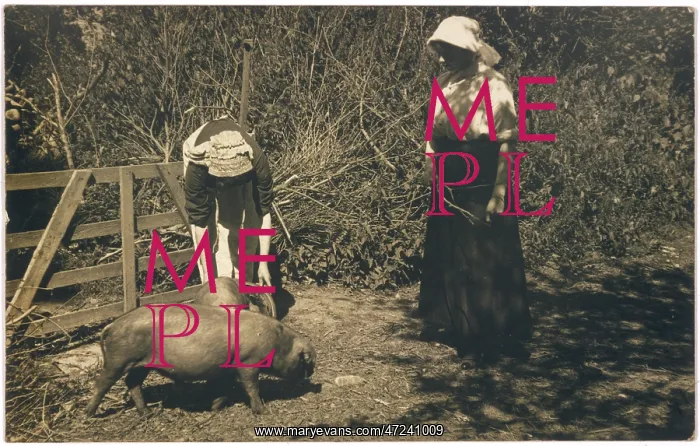  : TENDING PIGS, 1900