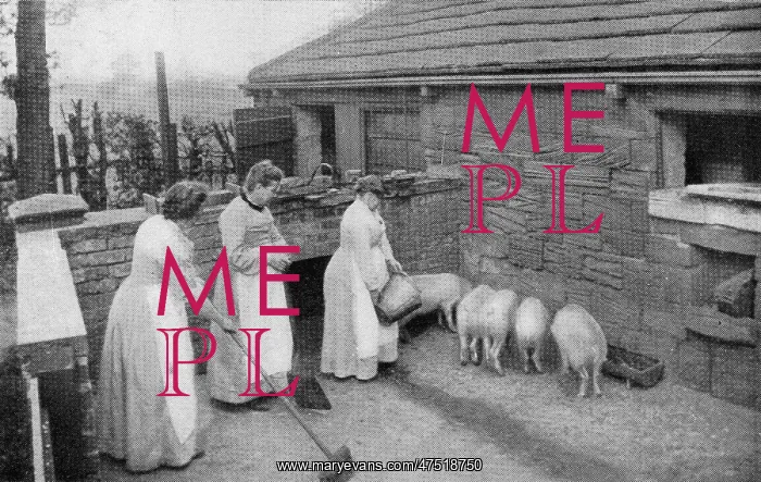 : Tending pigs, Inebriates Reformatory, Ackworth, West Yorkshi : Tending pigs, Inebriates Reformatory, Ackworth, West Yorkshi