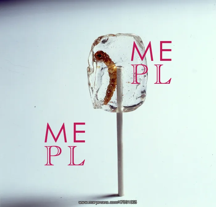 : Tenebrio sp. mealworm, in a sticky lollipop : Tenebrio sp. mealworm, in a sticky lollipop