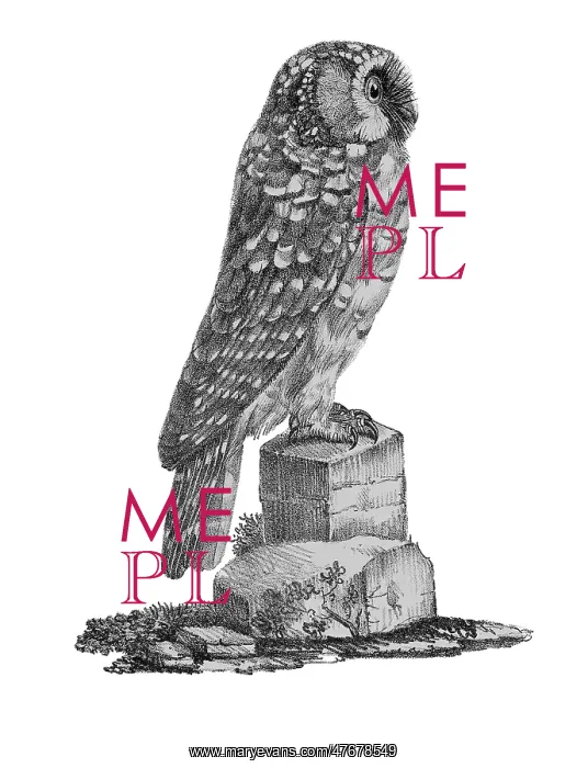 : Tengmalm's Owl : Tengmalm's Owl