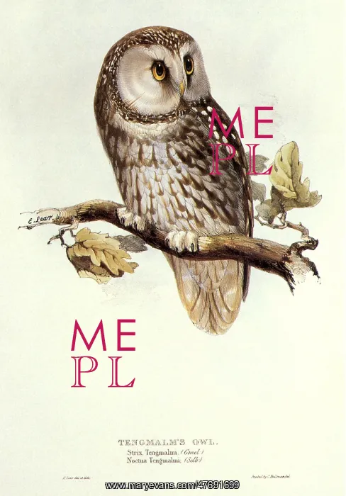 : Tengmalm's Owl, Aegolius funereus : Tengmalm's Owl, Aegolius funereus