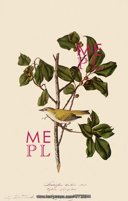  : Tennessee Warbler