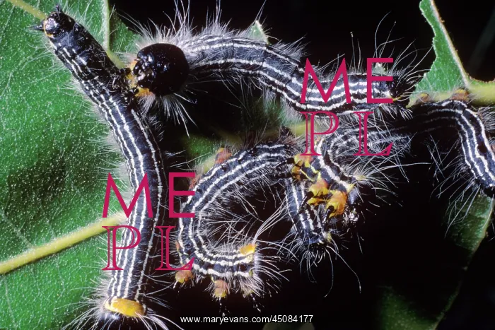 : Tent Caterpillars Moth Larvae Eating Leaves : Tent Caterpillars Moth Larvae Eating Leaves